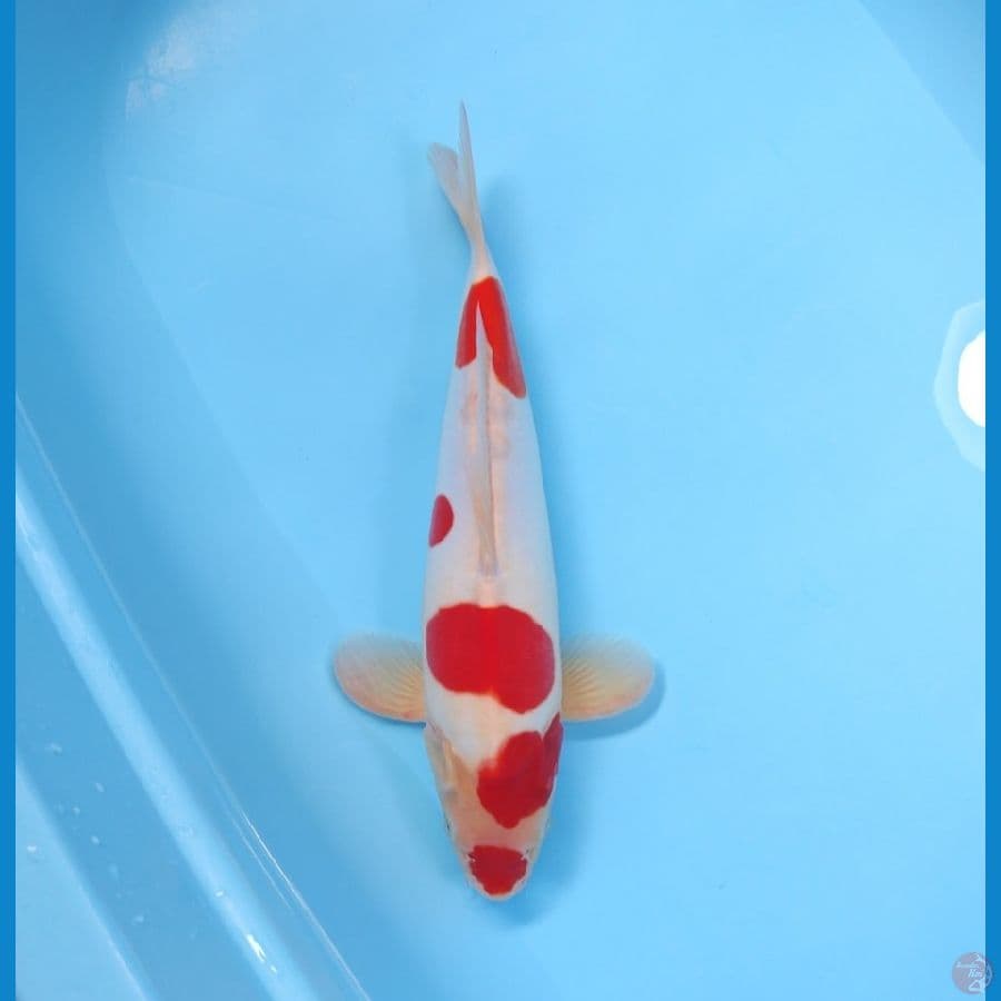 KOHAKU 33 CM - FEEMALE