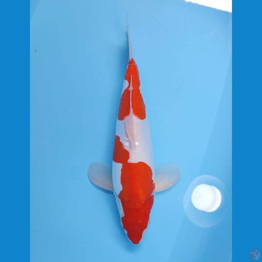 KOHAKU 35 CM - FEEMALE