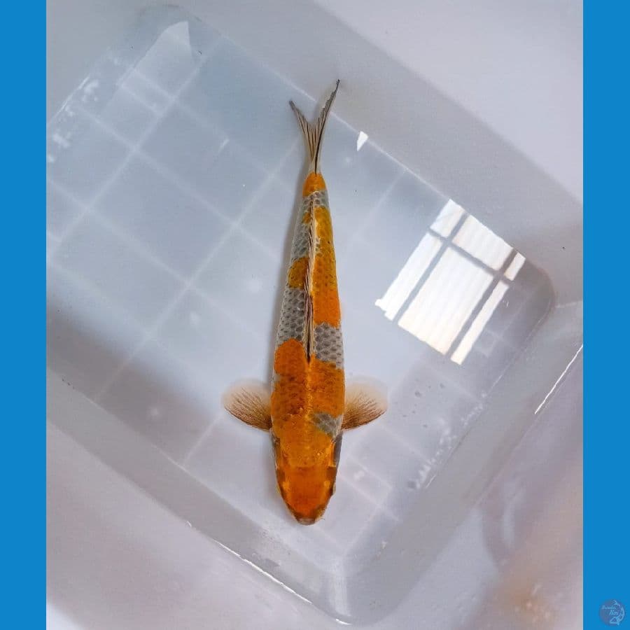 Kogane Ochiba HQ 43cm/MALE
