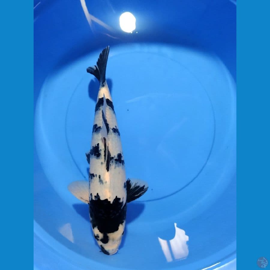SHIRO GOOD QUALYTY 41CM