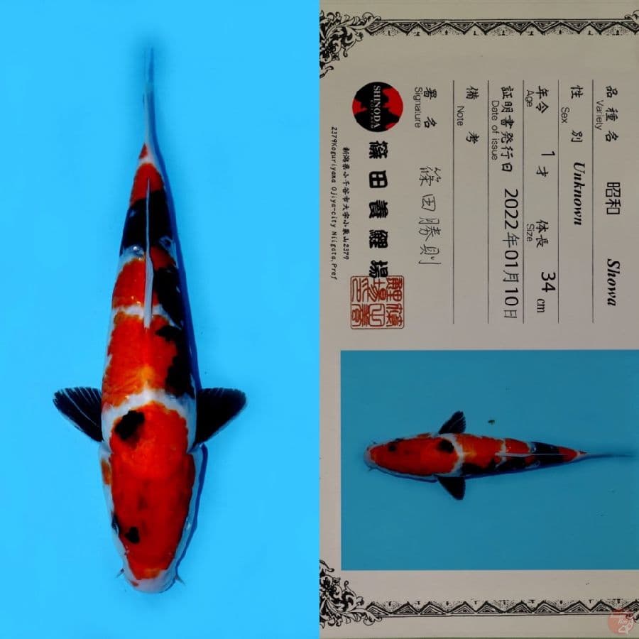 SHOWA SANSHOKU HQ SHINODA 34CM (JUMBO TOSAI)