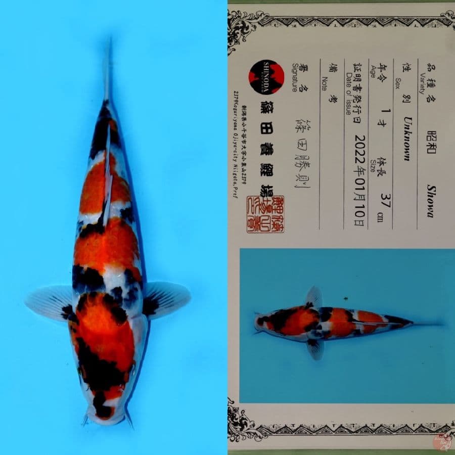 SHOWA SANSHOKU HQ SHINODA 37CM (JUMBO TOSAI)