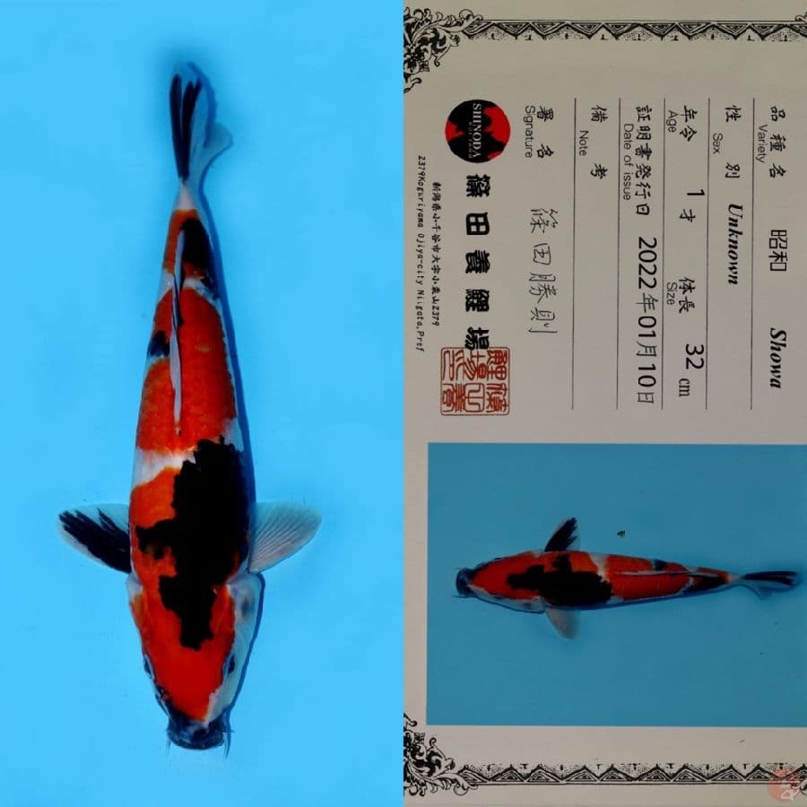 SHOWA SANSHOKU HQ SHINODA 32CM (JUMBO TOSAI)