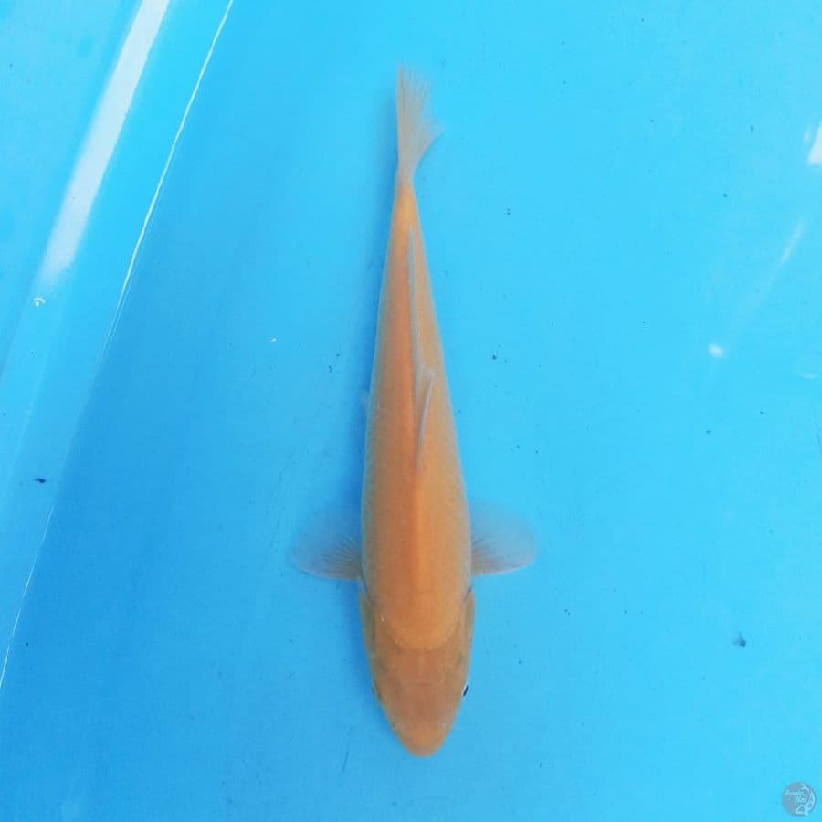 Karashi 25cm
