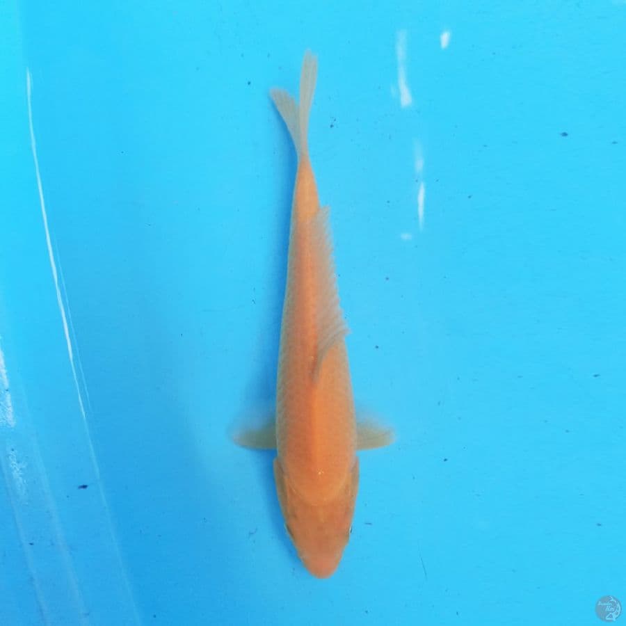 Karashi 23cm