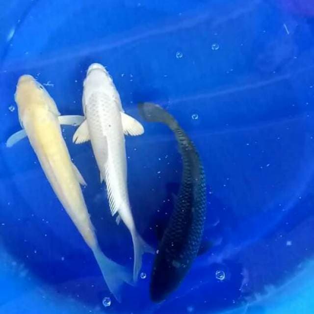 Mix 3 ekor 27 cm
