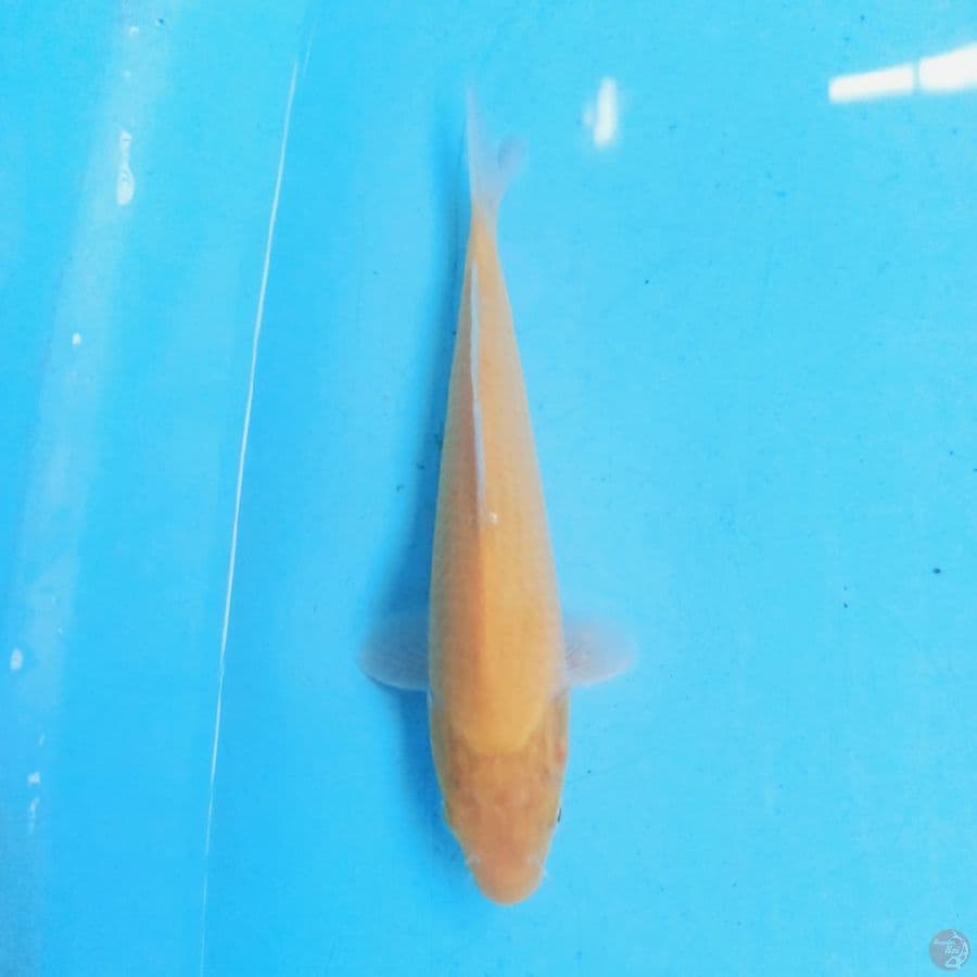 Karashi 23cm