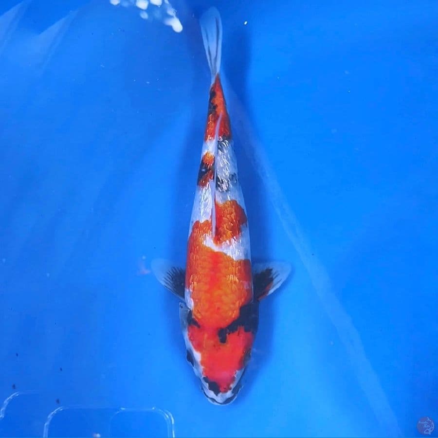 showa ginrin motogoro imbang 25cm
