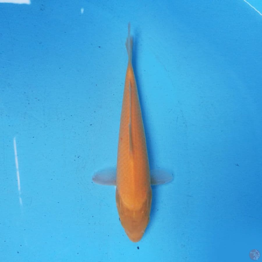 Karashi 24cm