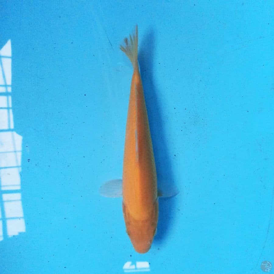 Karashi 23cm