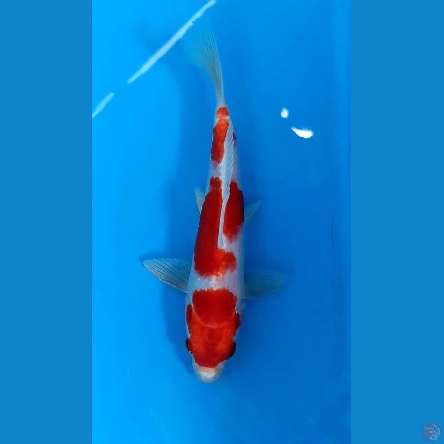 Sakura ogon 20cm