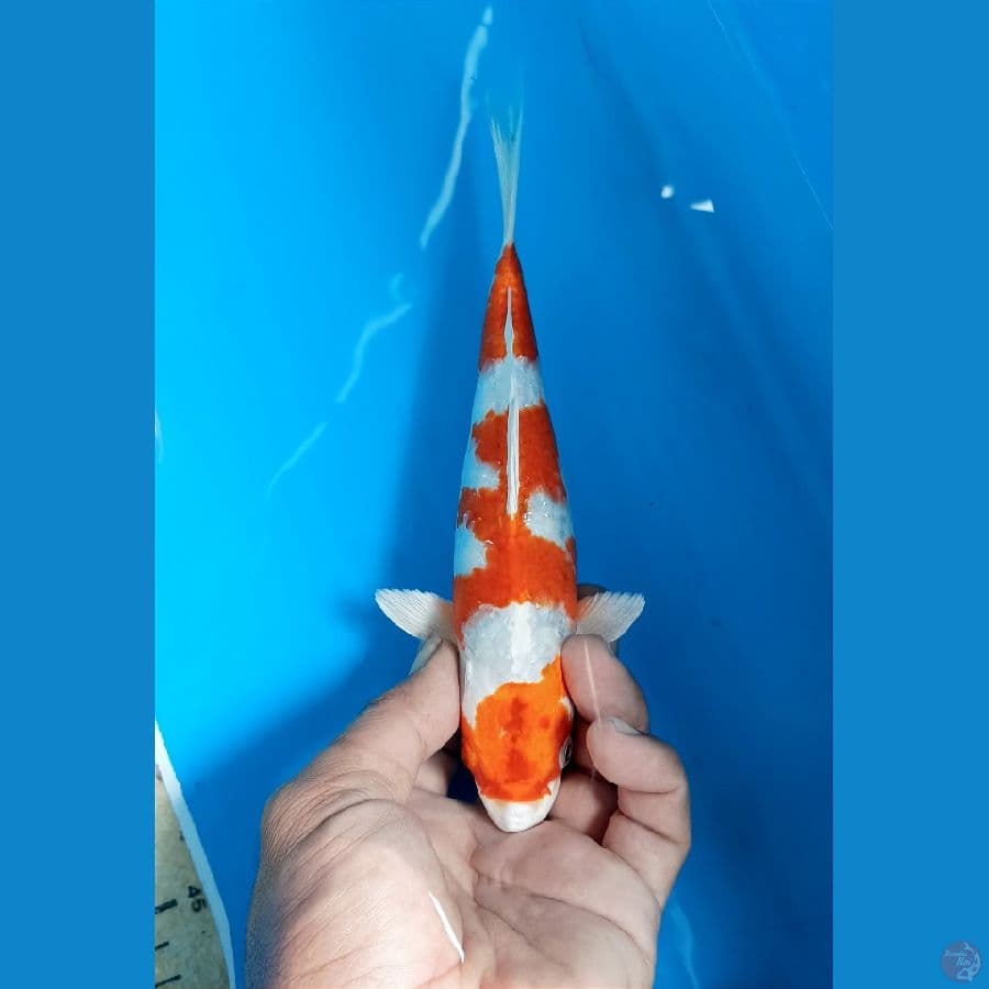 sakura ogon 22cm