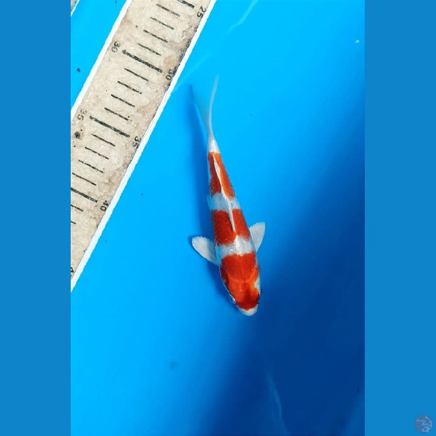 sakura ogon 16cm