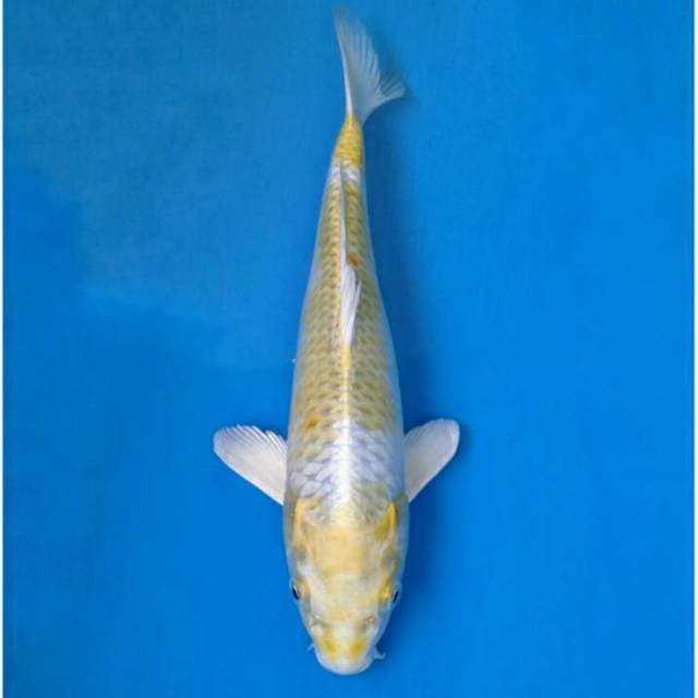 Hariwake Import non serti