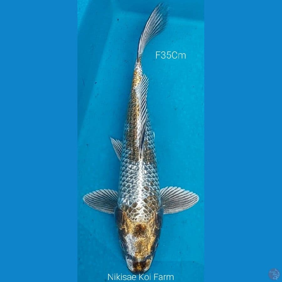 Kujaku F35Cm