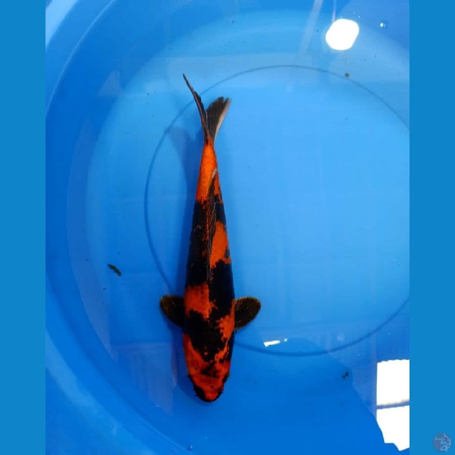 Kin utsuri HQ 35cm/male