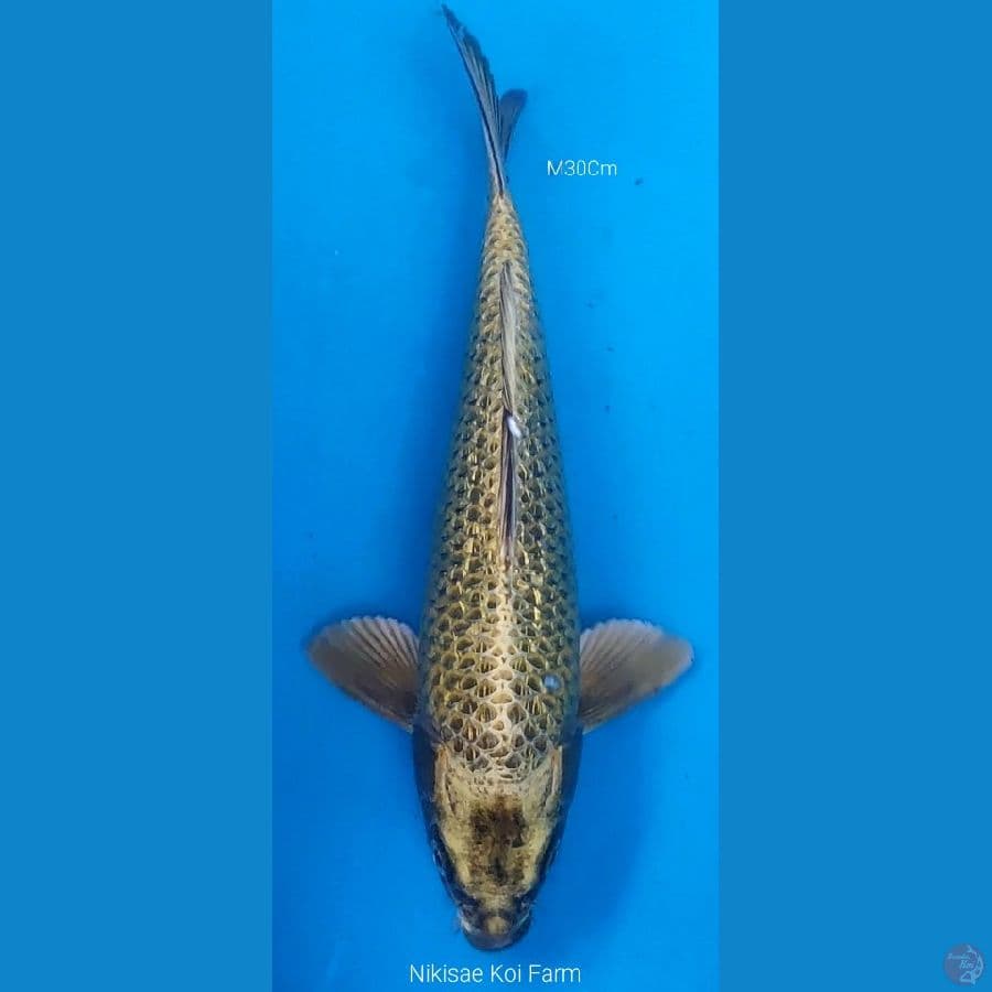 Mukasi Ginrin M30Cm