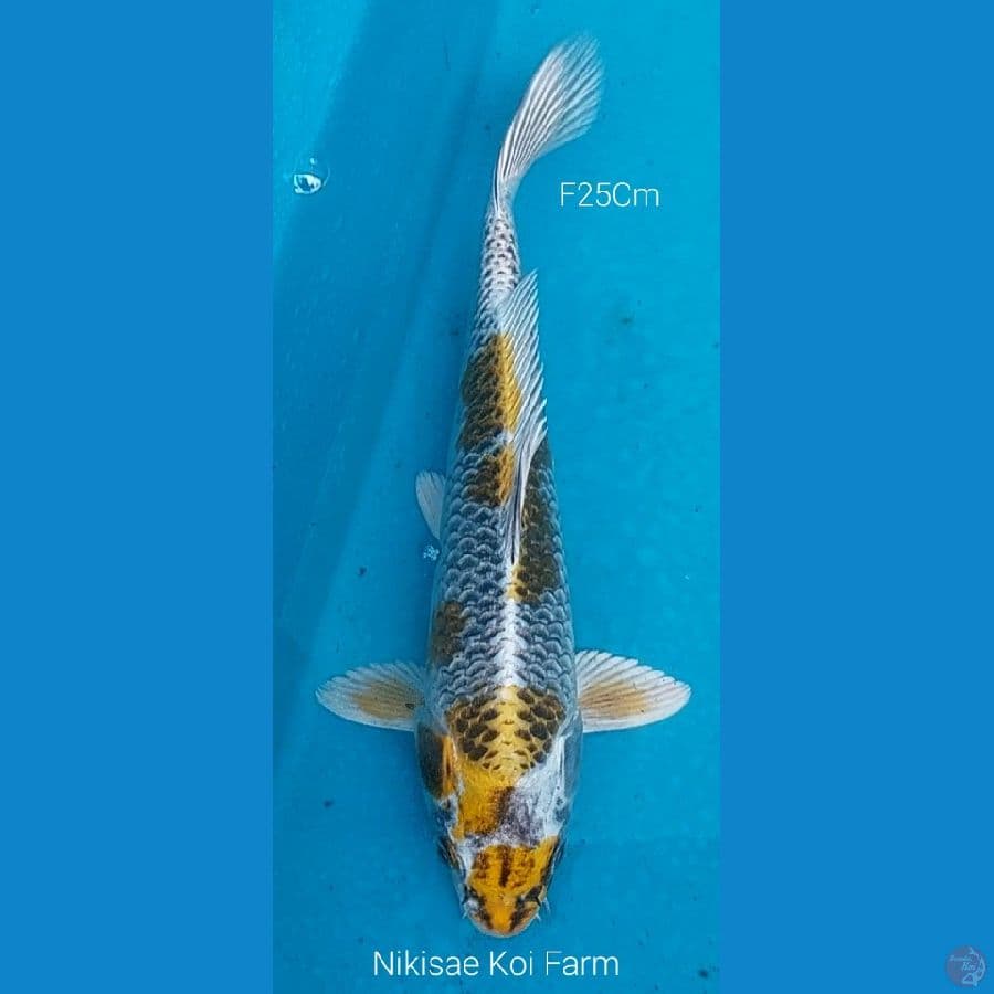 Kujaku F25Cm