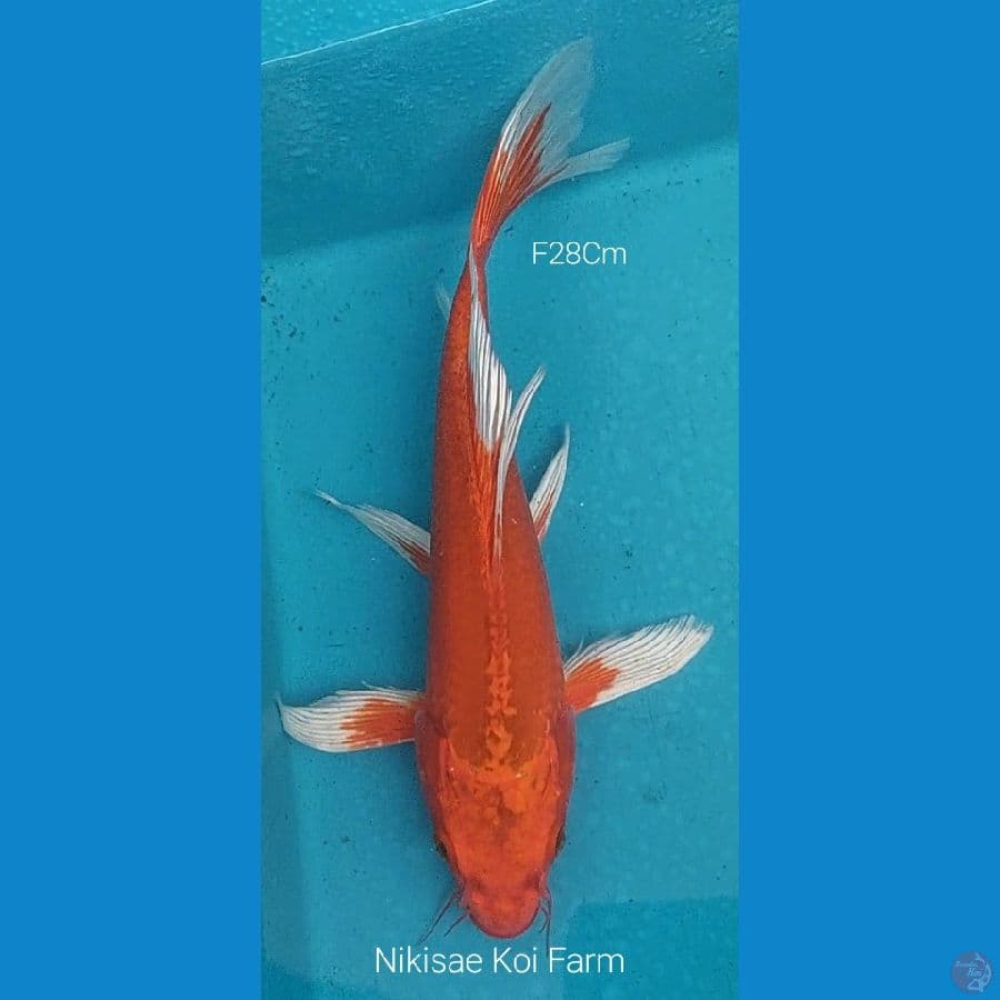 B'fly Hajiro F28Cm