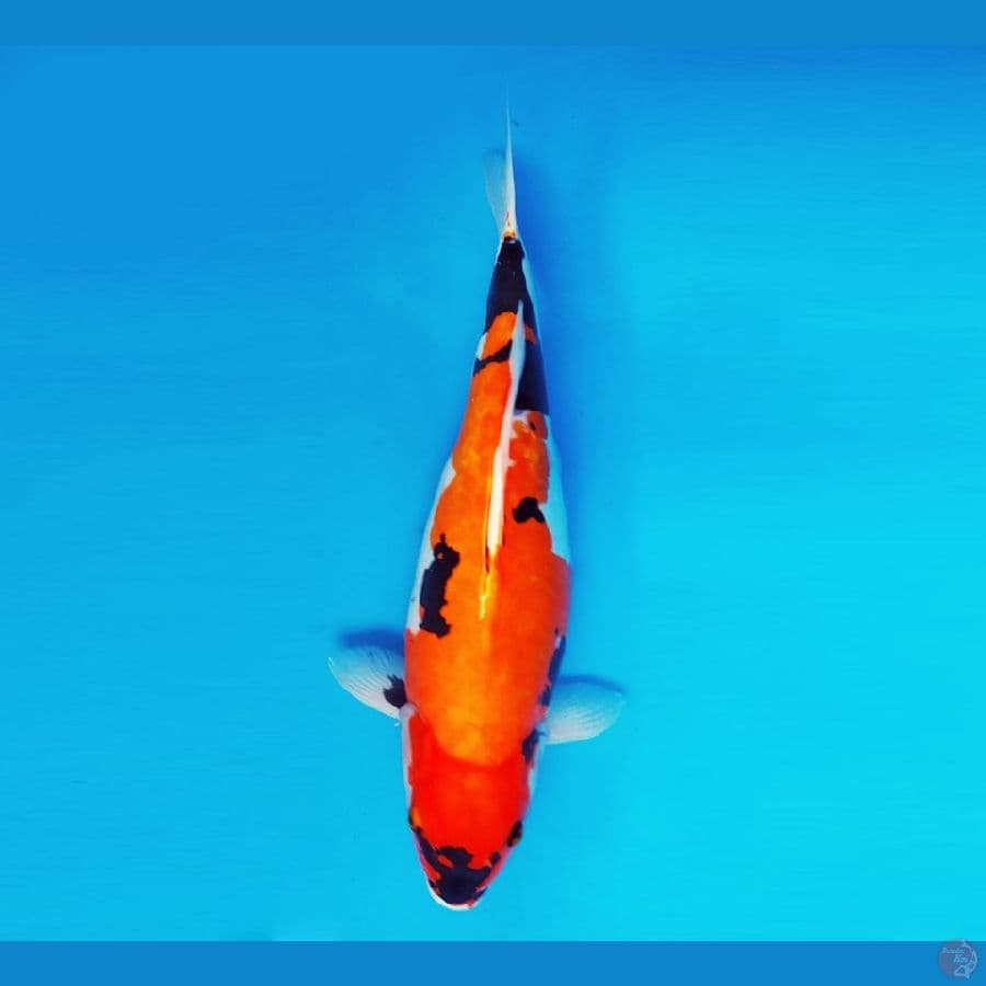 EDO 10 - Showa Doitsu 44 cm/fm ®