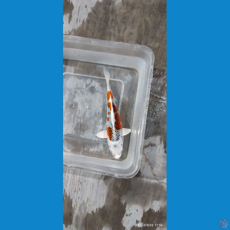 kujaku - 15 cm sq