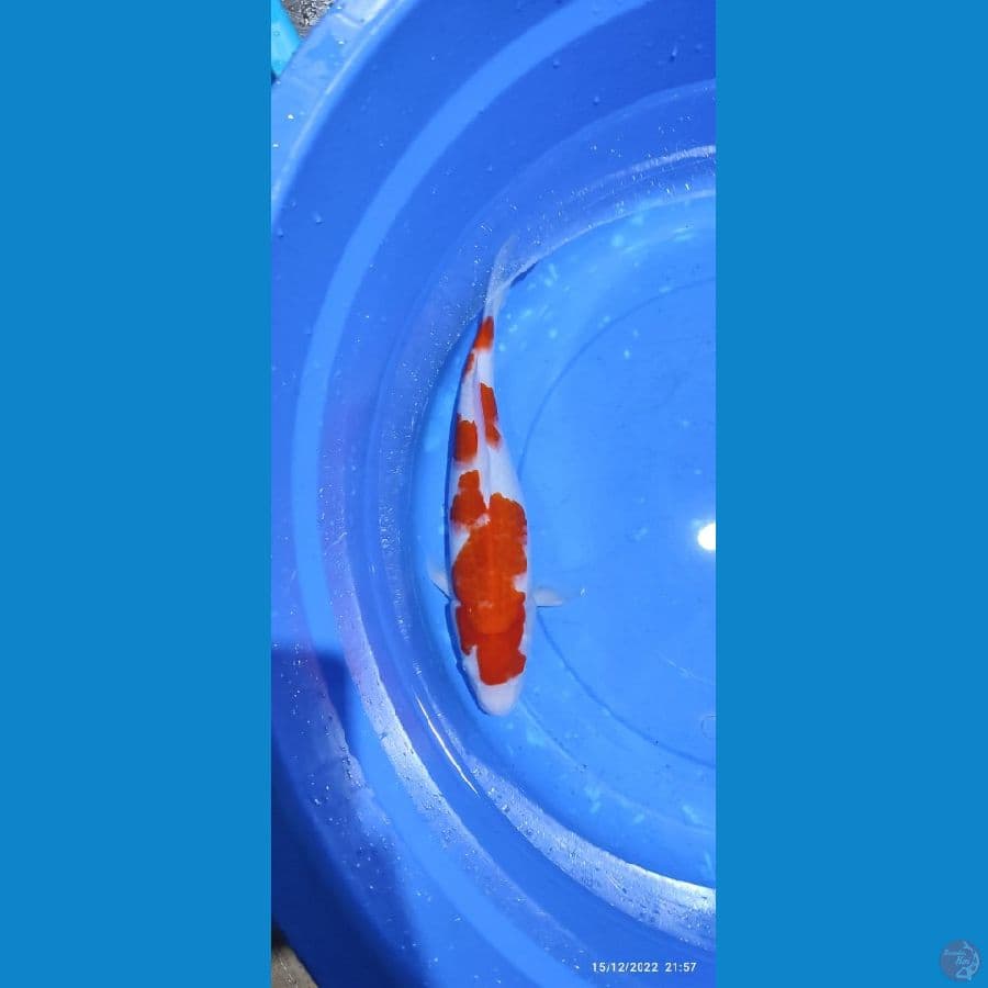 KOHAKU JUMBO~ 38 CM