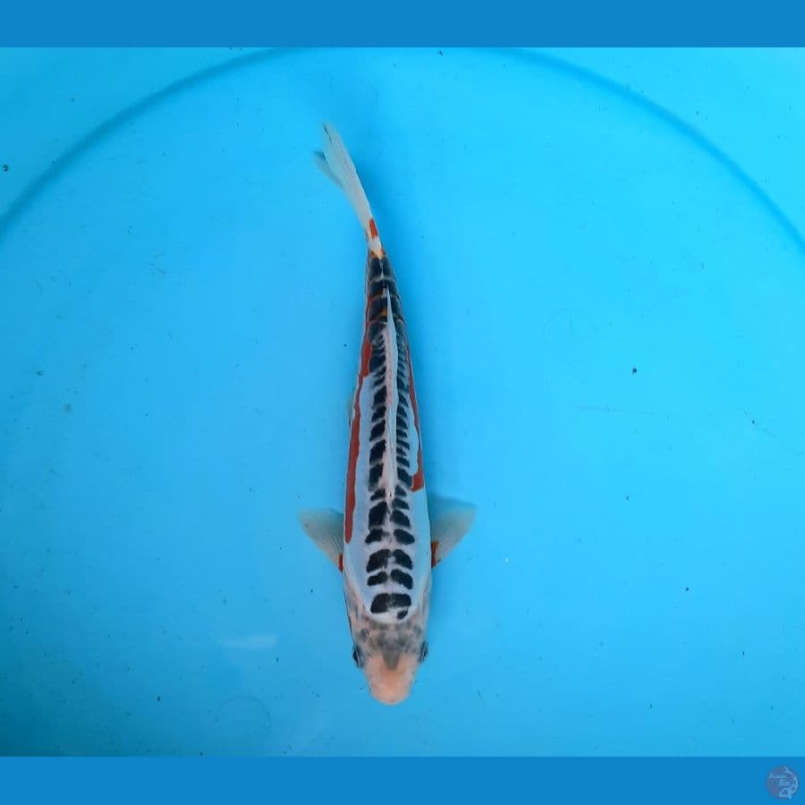 Hana shusui 23cm