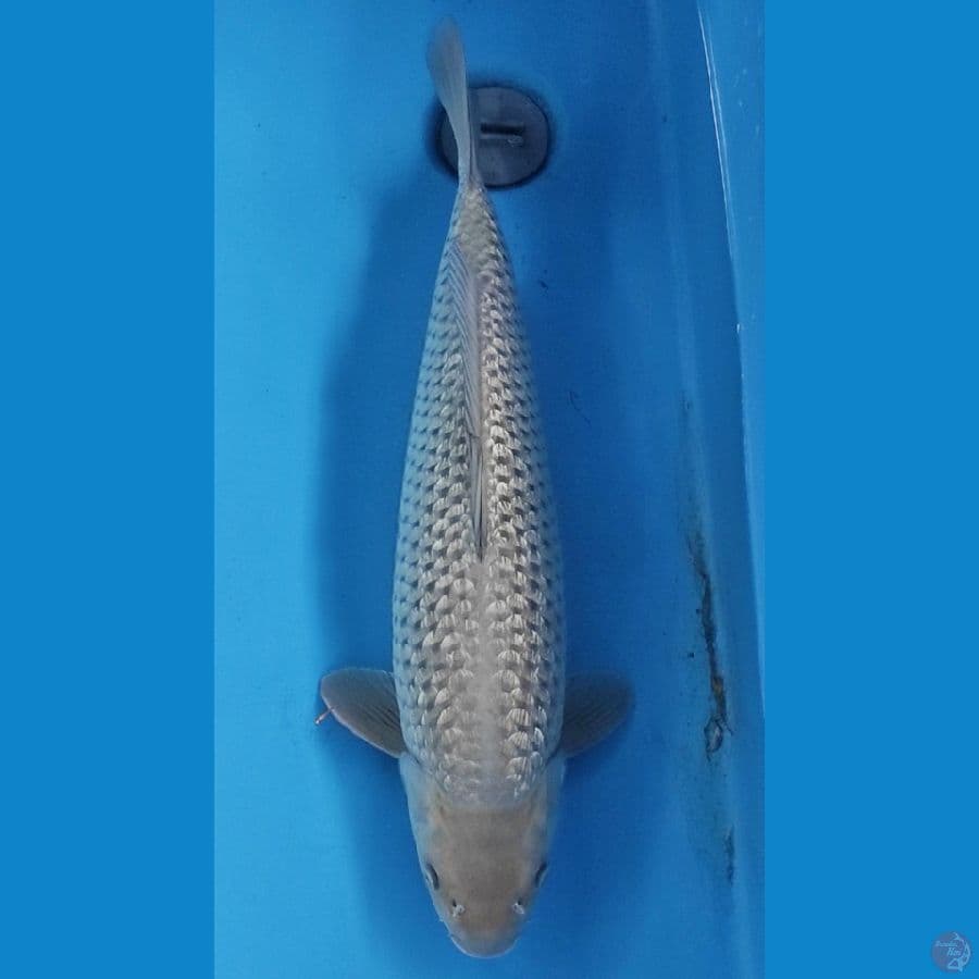 SORAGOI GINRIN 55CM