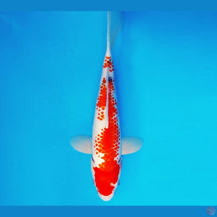 EDO 15 - Kanoko Sanke 29 cm/fm ®