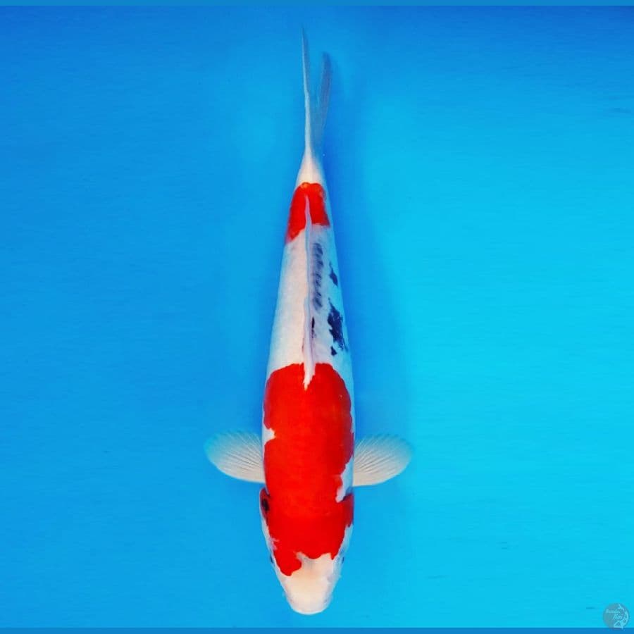 EDO 16 - Showa Doitsu 42 cm/fm ®