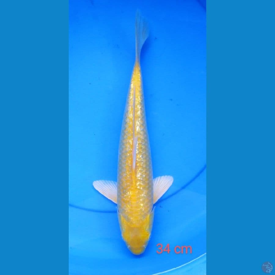 karashi ginrin mata merah 34 cm