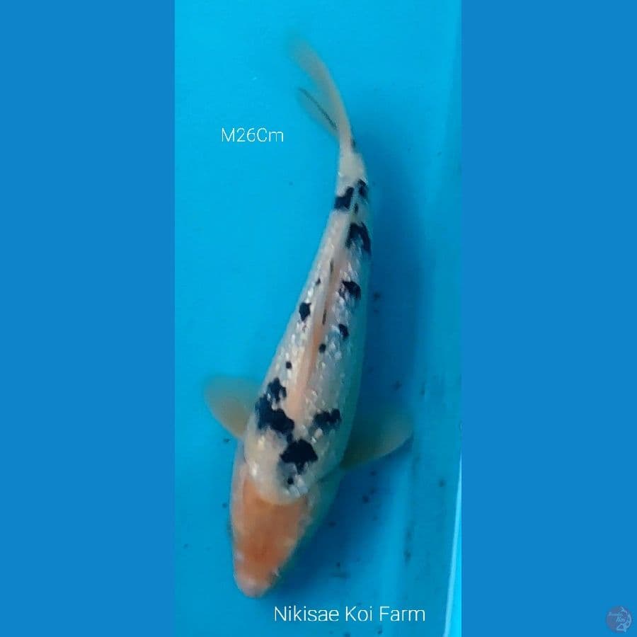 Bekko M26