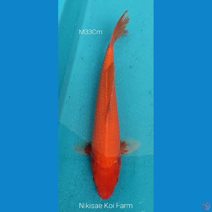 Aka Hajiro M33Cm