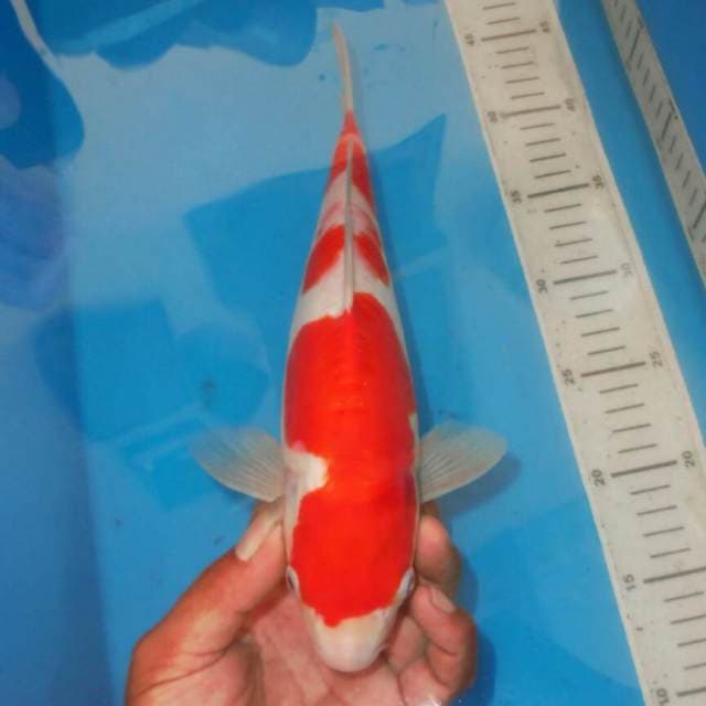 KOHAKU BAGUS