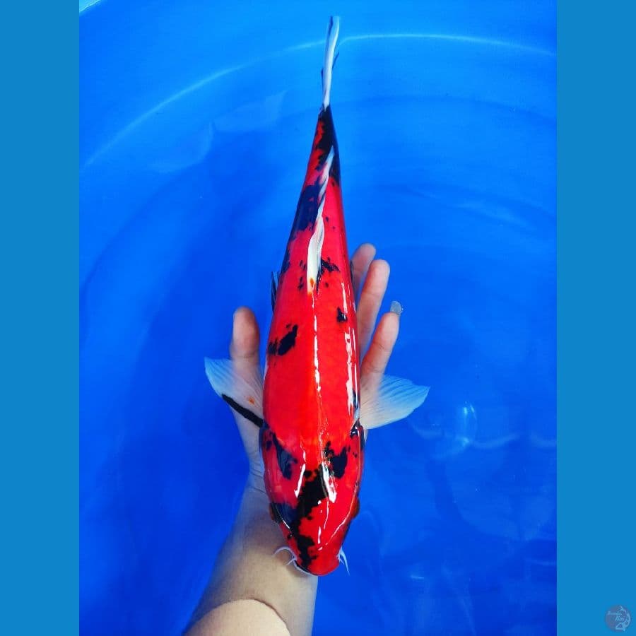 Hi-Showa 41cm Jantan