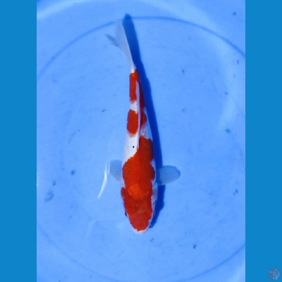 Kohaku 26CM