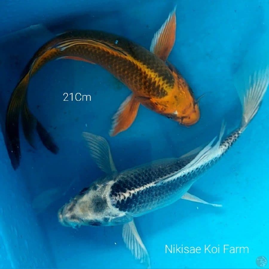 Mix B'fly Sejoli 21Cm