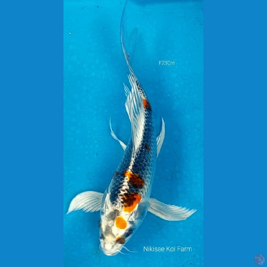 B'fly Kujaku F23Cm