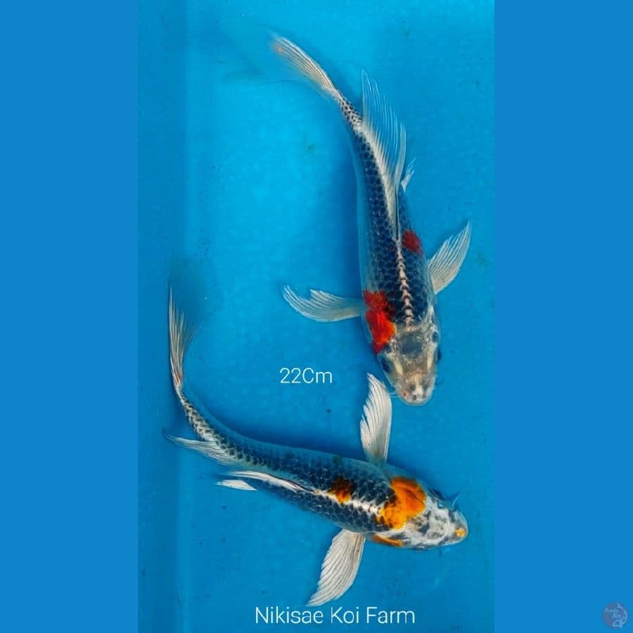 Duo B'fly 22Cm