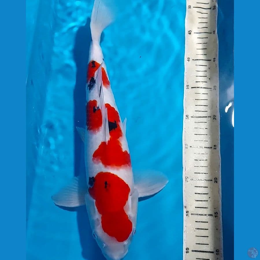 SANKE HQ 40 CM JANTAN