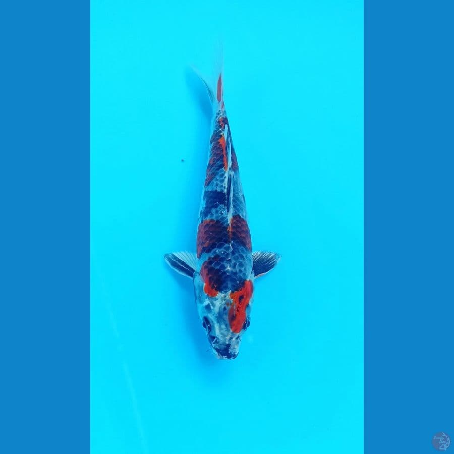 showa hikari 18cm