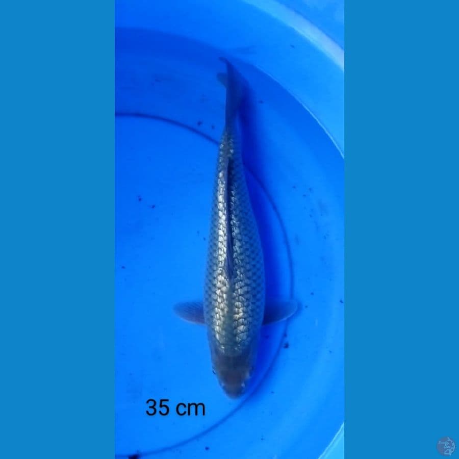 black diamond punuk manja 35 cm