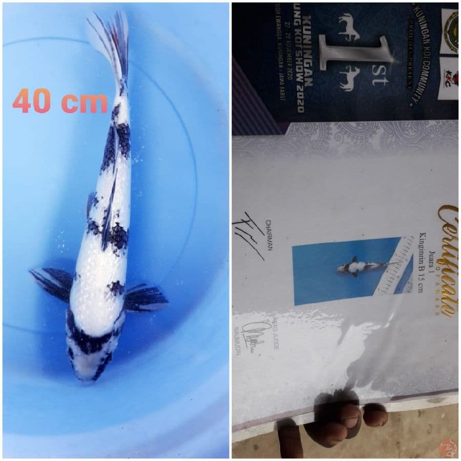 SHIRO GINRIN 41 CM
