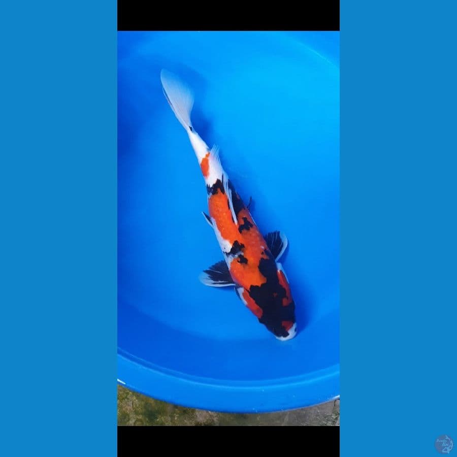 41cm ● SHOWA