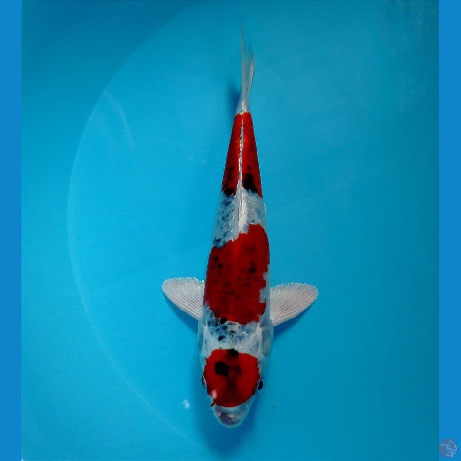 kujaku 24 cm