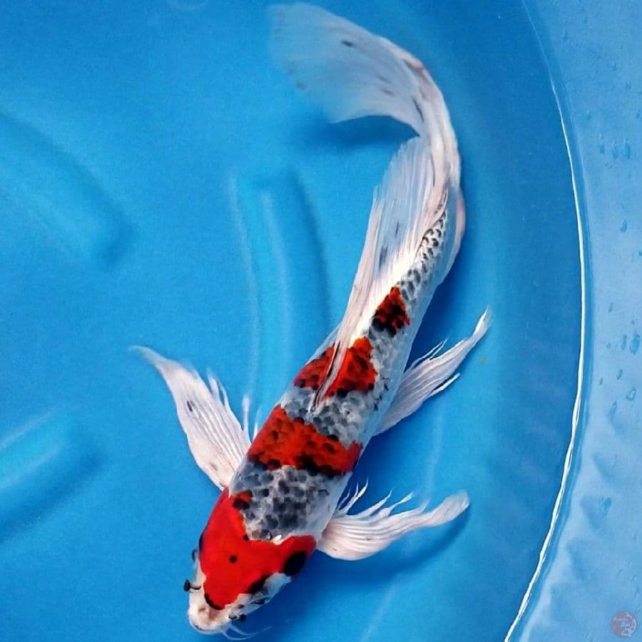 GOSHIKI 43 CM