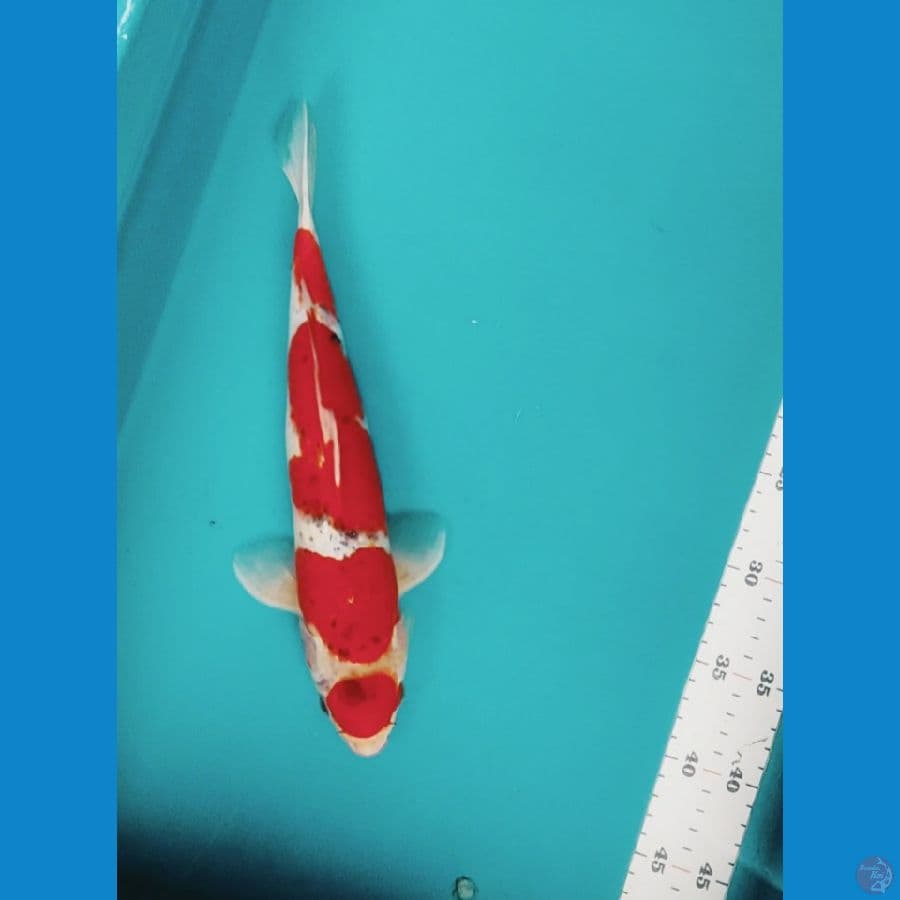 goshiki maruten 32cm