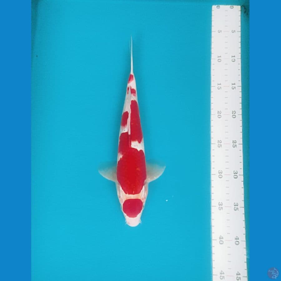 kohaku maruten 32cm