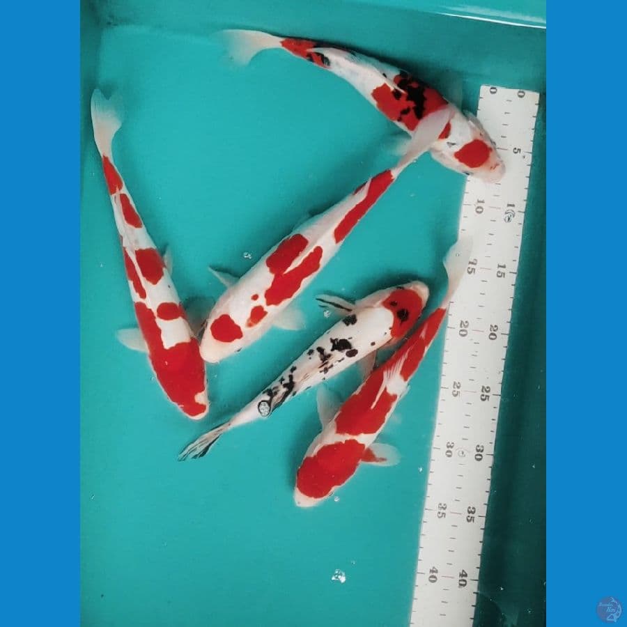 mix koi ori 25-28cm
