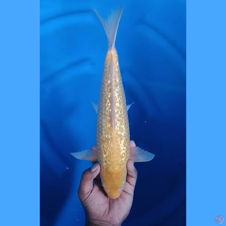 36CM # KARASHI MM PANGKAL EKOR BESAR - M